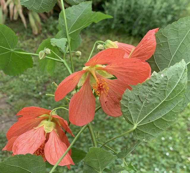 Abutilon ‘Joseph’ Photo des fleurs oranges de l'abutilon 'Joseph', bien ouvertes.