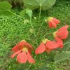 Abutilon ‘Joseph’ Photo de l'abutilon 'Joseph' en fleurs dans notre jardin.
