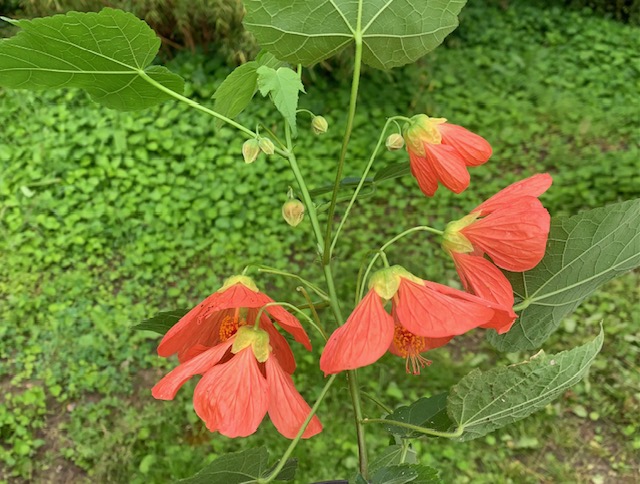 Abutilon ‘Joseph’ Photo de l'abutilon 'Joseph' en fleurs dans notre jardin.