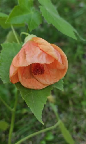Photo d'une fleur orangée de l'abutilon 'Lady Laure'.