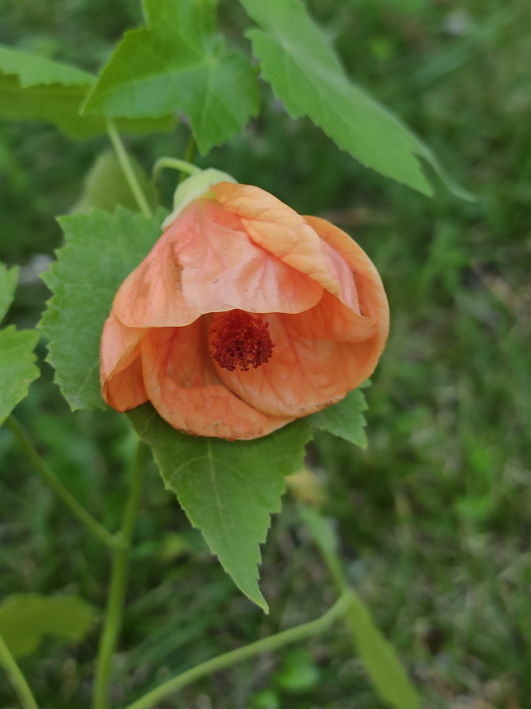 Abutilon ‘Lady Laure’ Photo d'une fleur orangée de l'abutilon 'Lady Laure'.