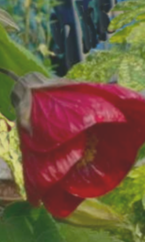 abutilon ‘Nabob’ photo d'une fleur en clochette pendante rouge sombre de l'abutilon 'Nabob'.