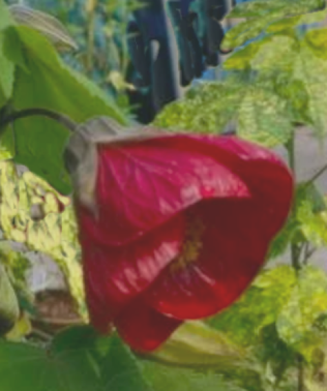 abutilon ‘Nabob’ photo d'une fleur en clochette pendante rouge sombre de l'abutilon 'Nabob'.